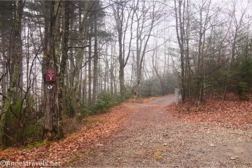 A sign on a tree in a misty forest beside a gravel road