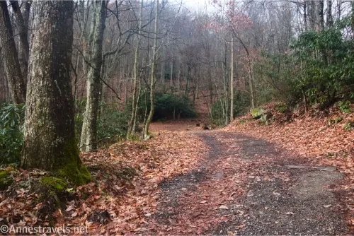 A gravel road bordered by autumn leaves and a misty forest