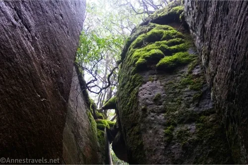 Looking up from between two boulders to moss on the boulders and trees above