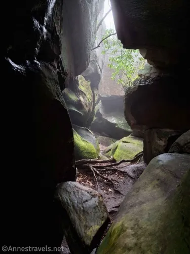 Roots between two boulders with moss on the rocks and a tree also visible