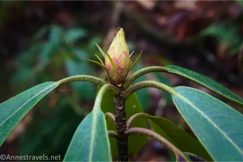 Cone of a rhododendron with its leaves