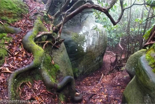 Mossy roots and rocks on a hillside with a path down the hill