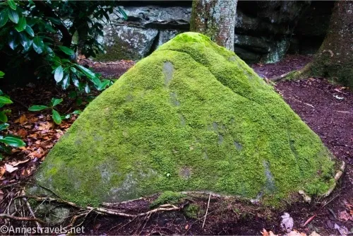 A pointed rock covered in moss