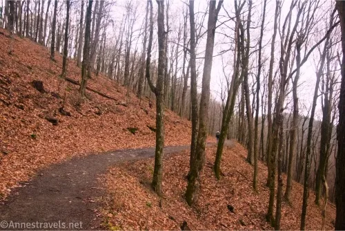 A dirt road in a forest with autumn leaves on the hillside 