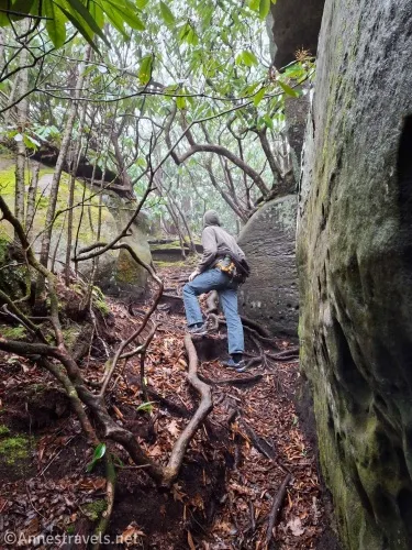 A hiker on a leafy hillside climbing over roots between huge boulders and below trees