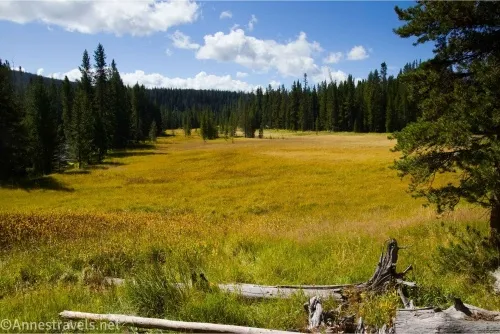 A yellow, grassy meadow bordered by trees beneath a blue sky with white clouds