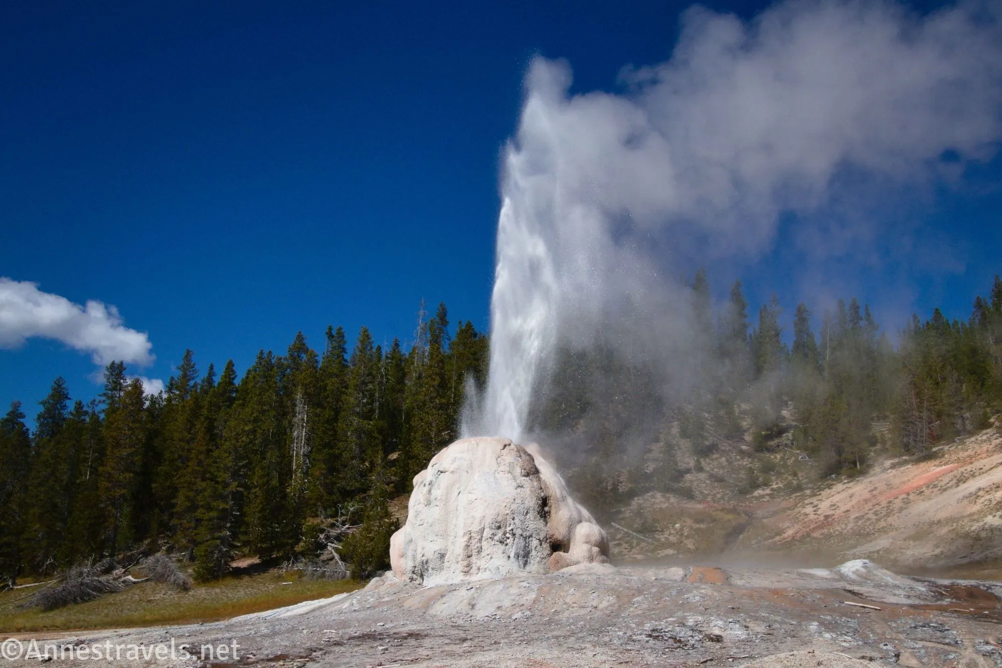 A geyser of water spouts from a geothermal dome with trees and blue sky beyond