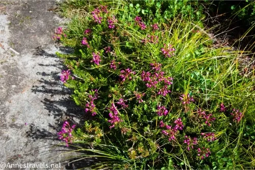 Pink heather in green grass beside a rock