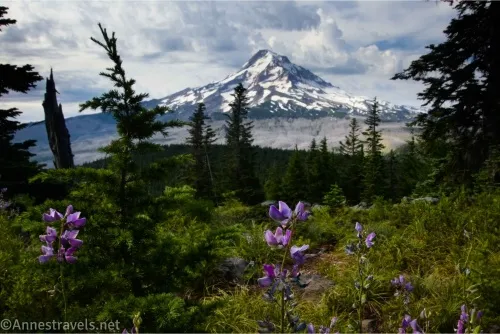 Purple lupine flowers in a meadow beside trees in front of a snowy volcano beneath dramatic clouds 