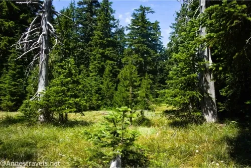 Trees in a grassy meadow