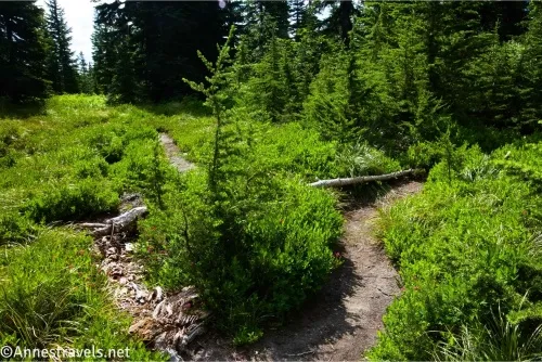 A trail divides between green bushes and trees 