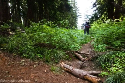 A small path littered with wood between green bushes and trees 