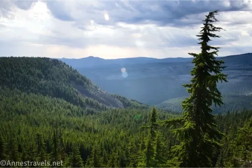 A pine tree in front of forested canyon and hills under cloudy skies