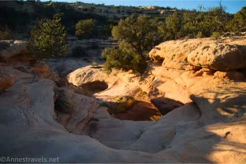 Dryfalls in a slickrock canyon bordered by trees