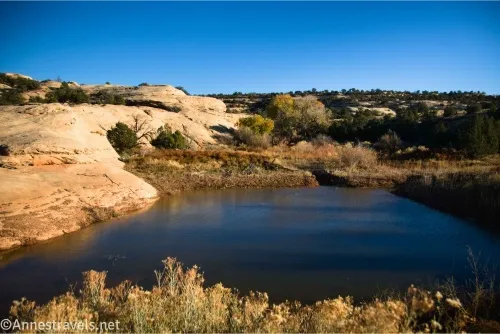A pond below trees and slickrock 