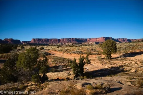 A dirt road and trees in a desert meadow with distant red rock cliffs below a blue sky