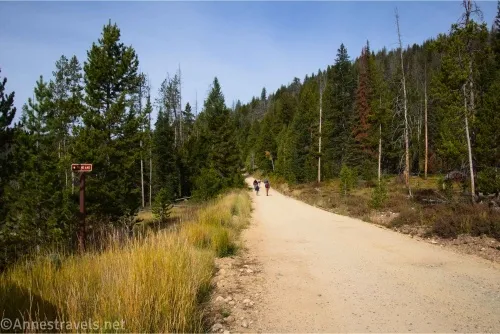 A dirt road with two hikers on it bordered by yellow grass and trees