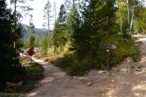 A trail divides from a road beside a sign in a forest with views to mountains 