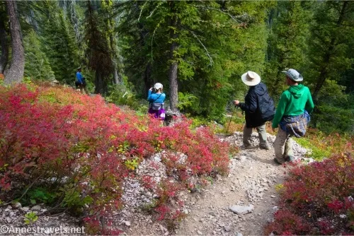Four hikers on a steep, gravely path between red bushes and fir trees