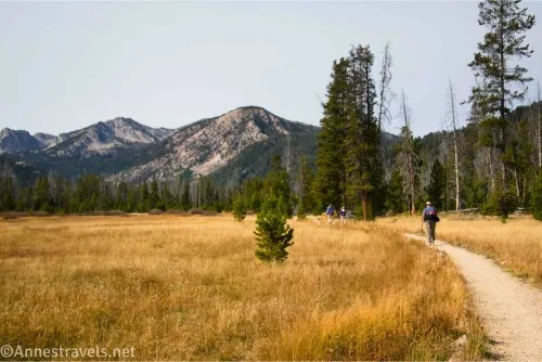 A hiker on a well-worn trail in a yellow meadow bordered by trees and with distant green and gray mountains 