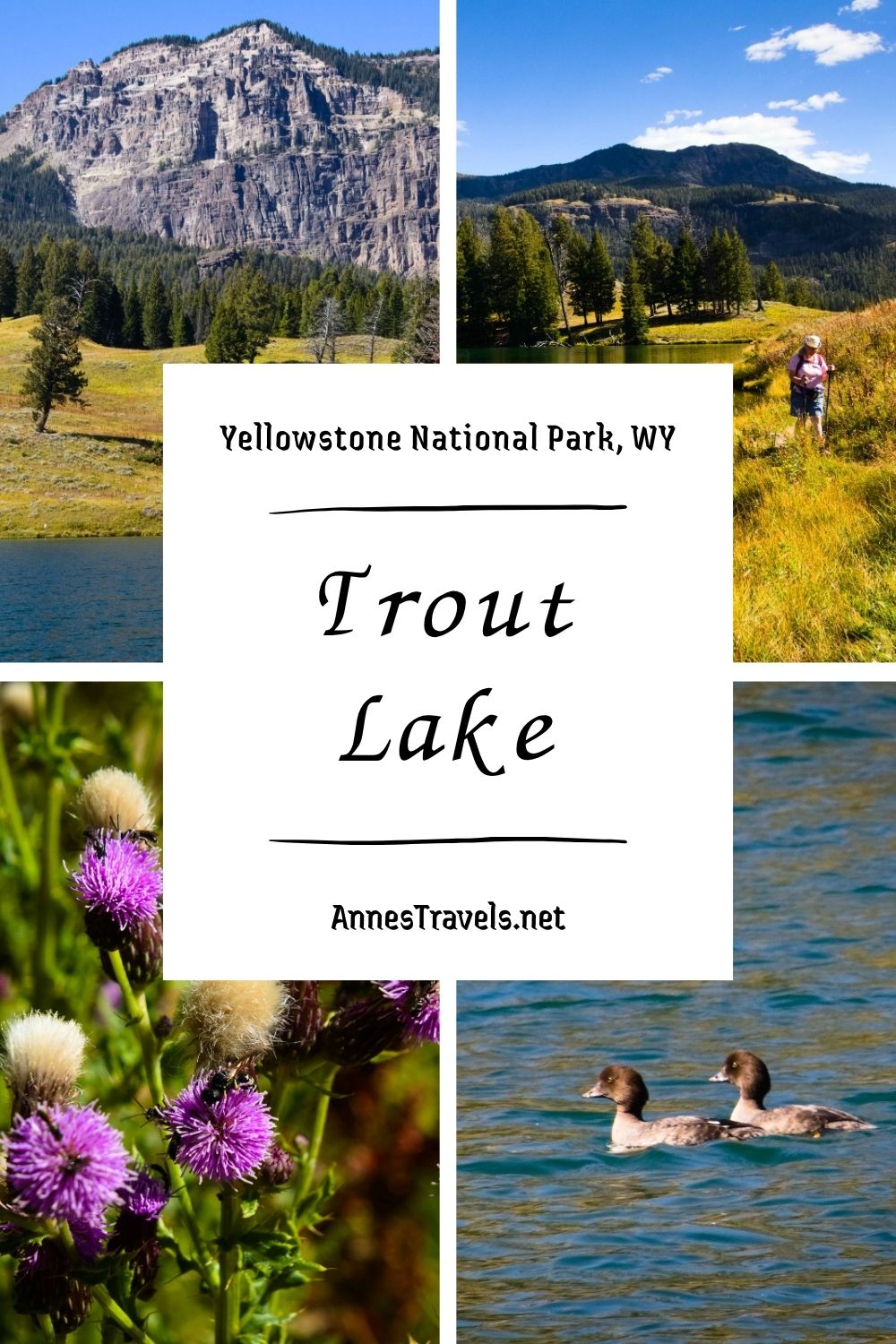 Photo collage of the views at Trout Lake in Yellowstone National Park, Wyoming 
