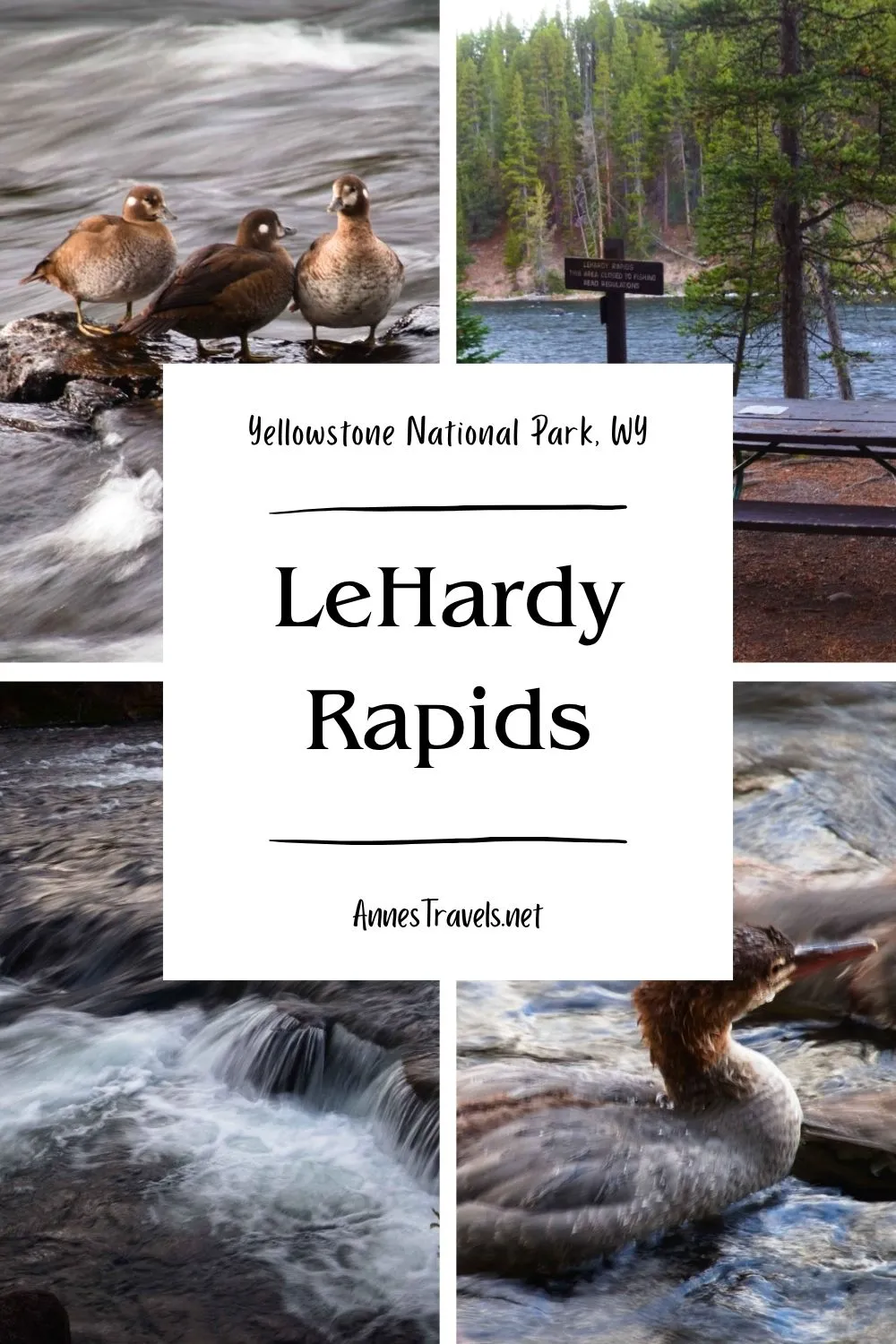 Photo collage of ducks and the Yellowstone River at LeHardy Rapids, Yellowstone National Park, Wyoming