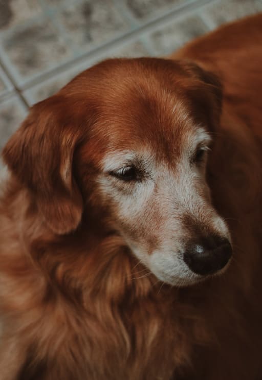 old-golden