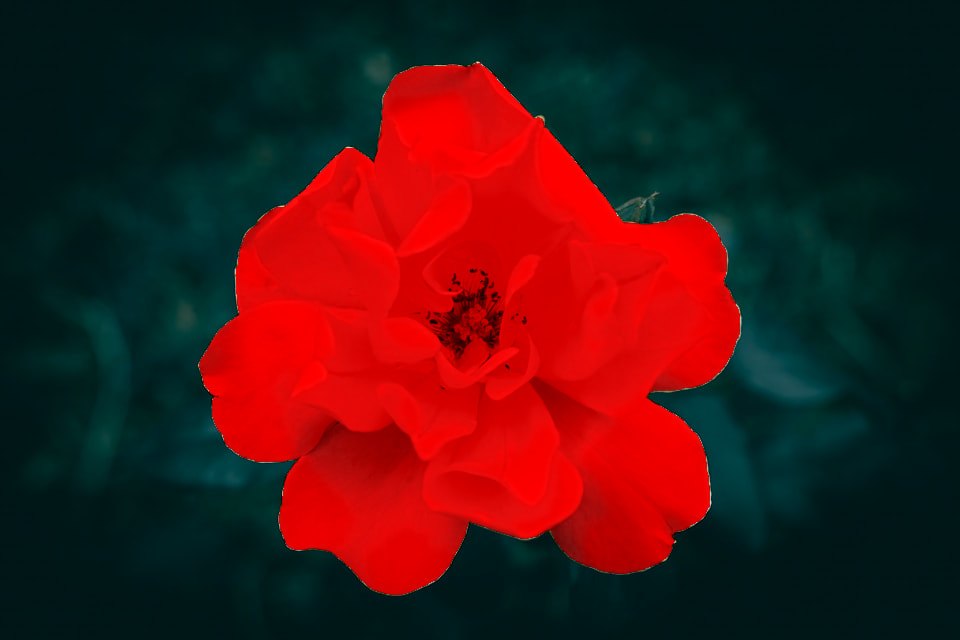 Rose