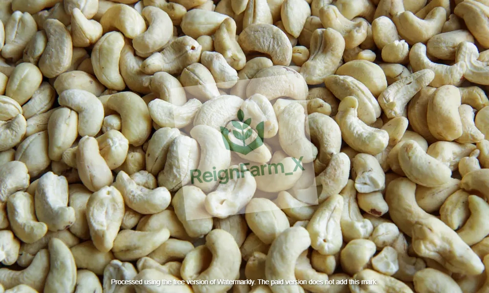 Product Overview:

Our Premium Raw Cashew Nuts (RCN) are sourced directly from trusted farmers across Nigeria and processed under strict quality standards to meet international export requirements. The nuts are carefully dried, cleaned, and sorted to ensure high kernel yield, low moisture content, and minimal impurities.

Nigeria is one of Africa’s leading cashew producers, and our product is highly valued for its large nut size, strong shell integrity, and excellent outturn ratio.

Key Features:

Naturally sun-dried for optimal preservation
High kernel outturn (typically 48–52 lbs per 80kg bag)
Low moisture content (≤ 10%)
Well-dried with strong shell quality
Minimal foreign matter and defects
No additives or chemical treatment

Applications:

Cashew processing factories (kernel extraction)
Food manufacturing industries
Snack and confectionery production
Oil extraction from cashew shell

Origin:
Nigeria (West Africa)

Harvest Season:
February – June

Product Type: Raw Cashew Nuts (RCN)
Style: Dried
Moisture Content: ≤ 10%
Nut Count: 180 – 200 nuts/kg (varies by grade)
Outturn (KOR): 48 – 52 lbs
Foreign Matter: ≤ 0.5%
Defective Nuts: ≤ 2%
Color: Natural brown shell
Grade: Export Grade

We ensure safe and export-standard packaging to maintain product quality:

Standard Packaging:

80kg Jute Bags (industry standard for cashew export)
