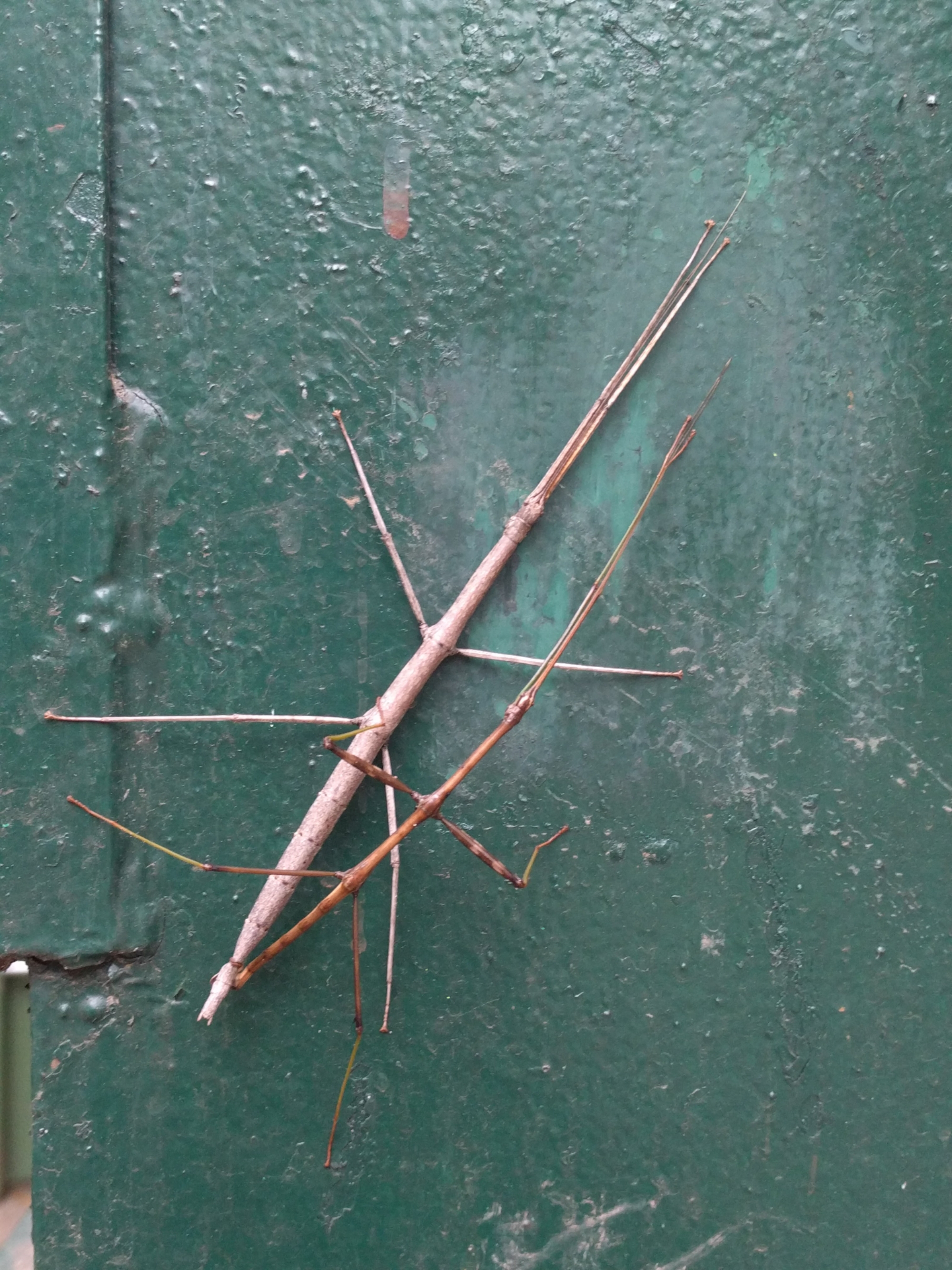 Walking Sticks