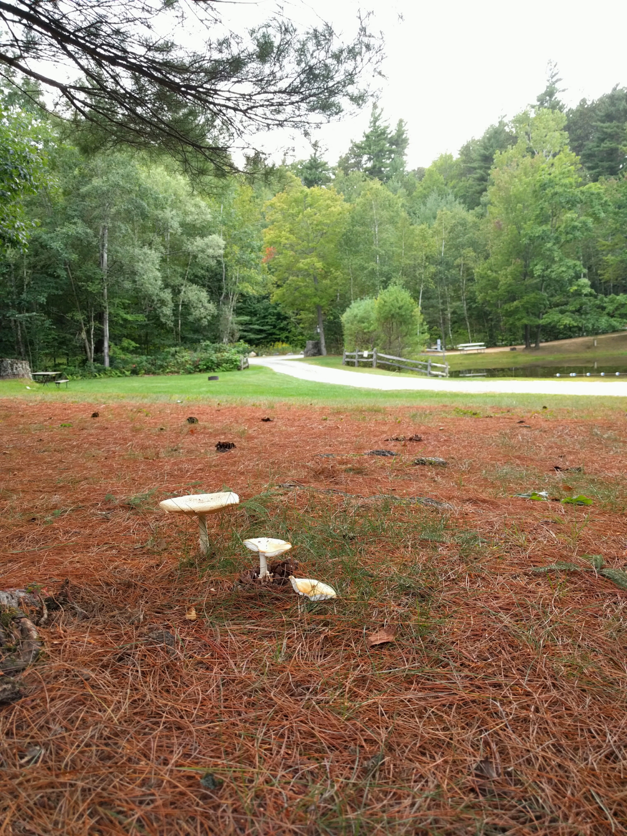 Pine Hollow Campground