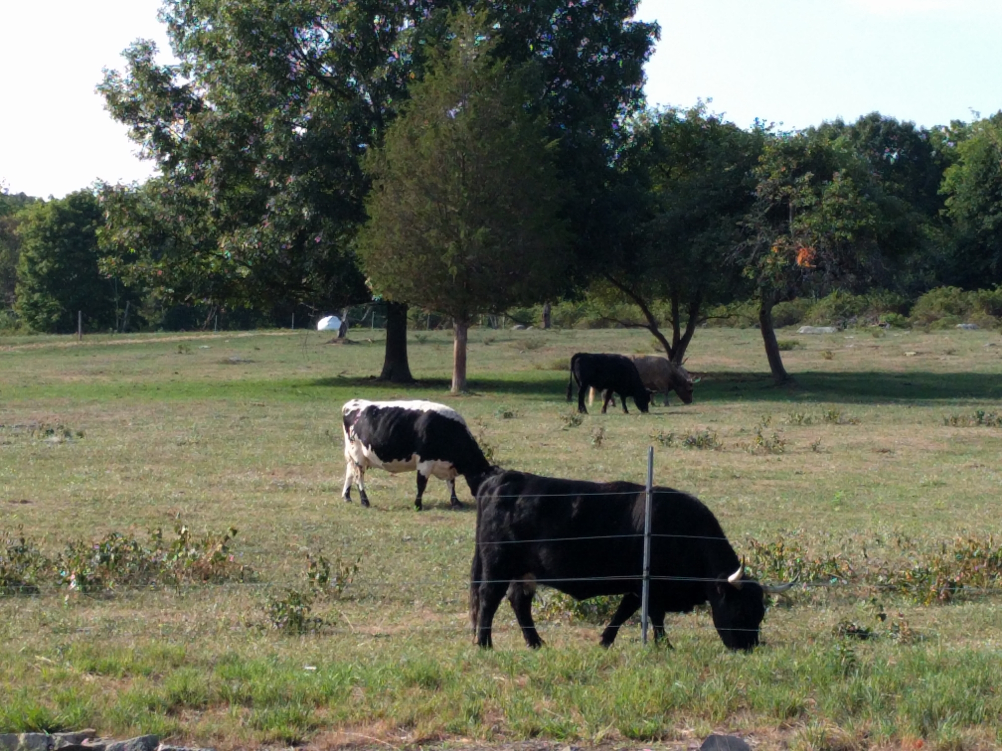 HUGE cattle!