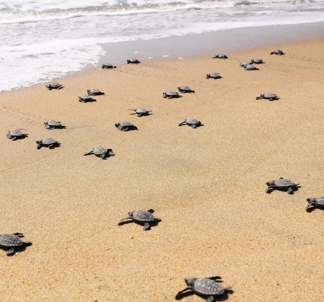 Morjim Beach, Pernem, North Goa