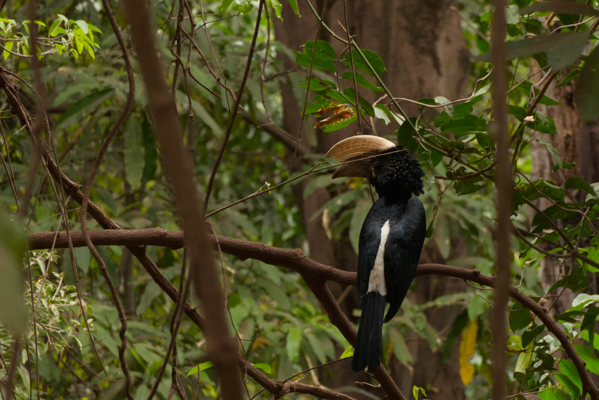 Silvery cheeked hornbill in the trees