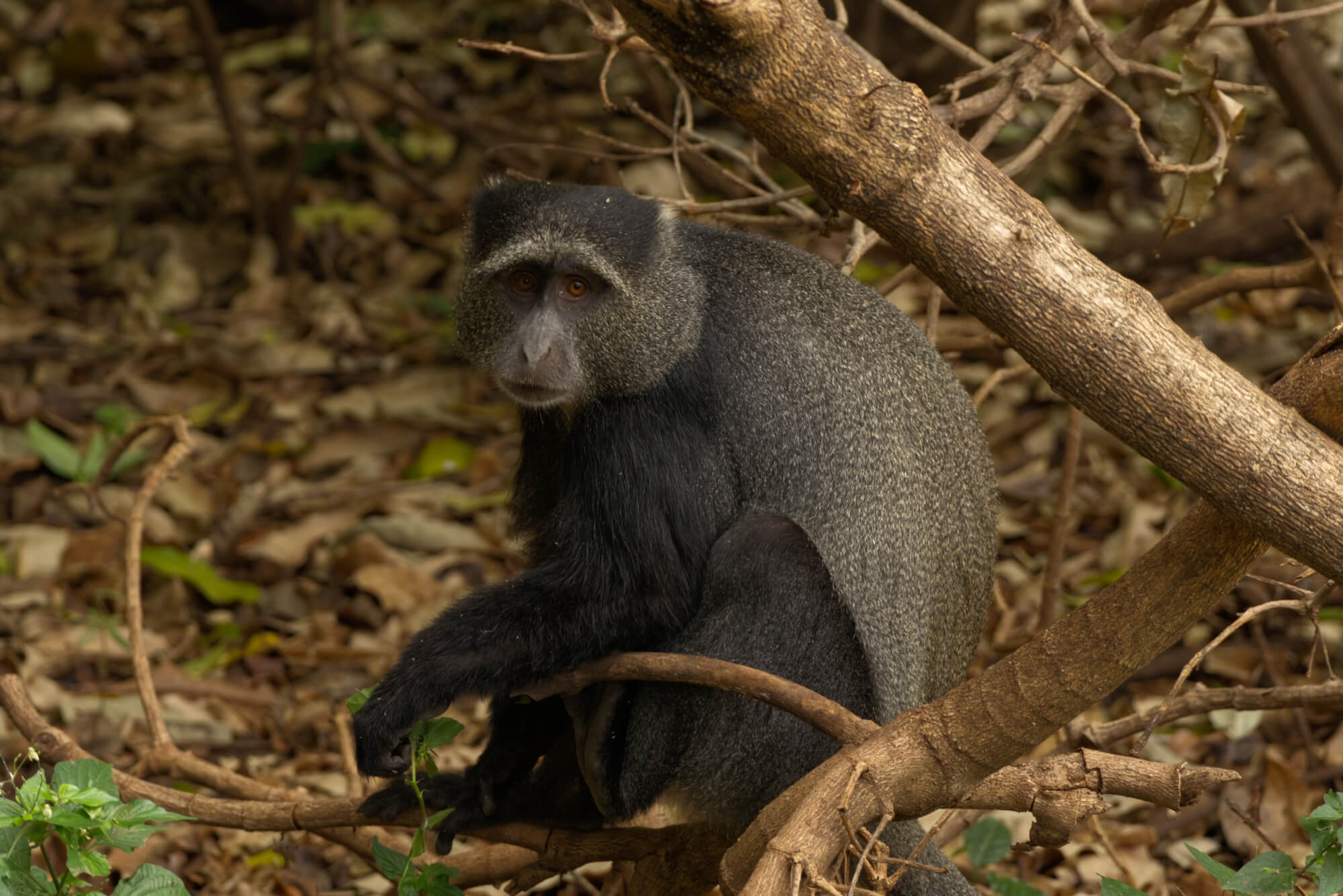 Blue monkey in forest eating