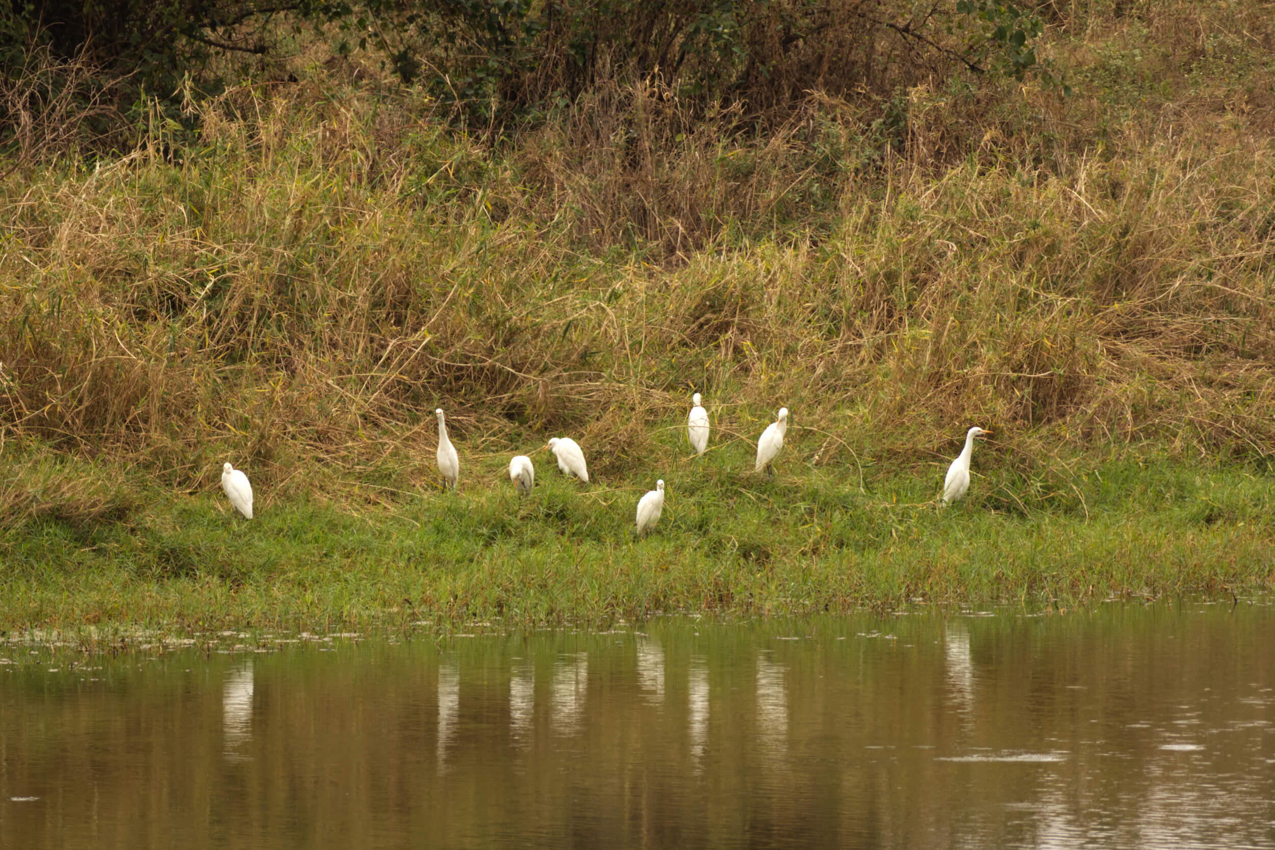 Cattle egrets at a watering hole