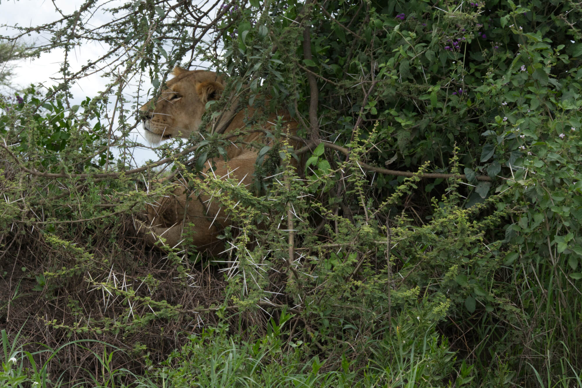 Lioness laying in the bush