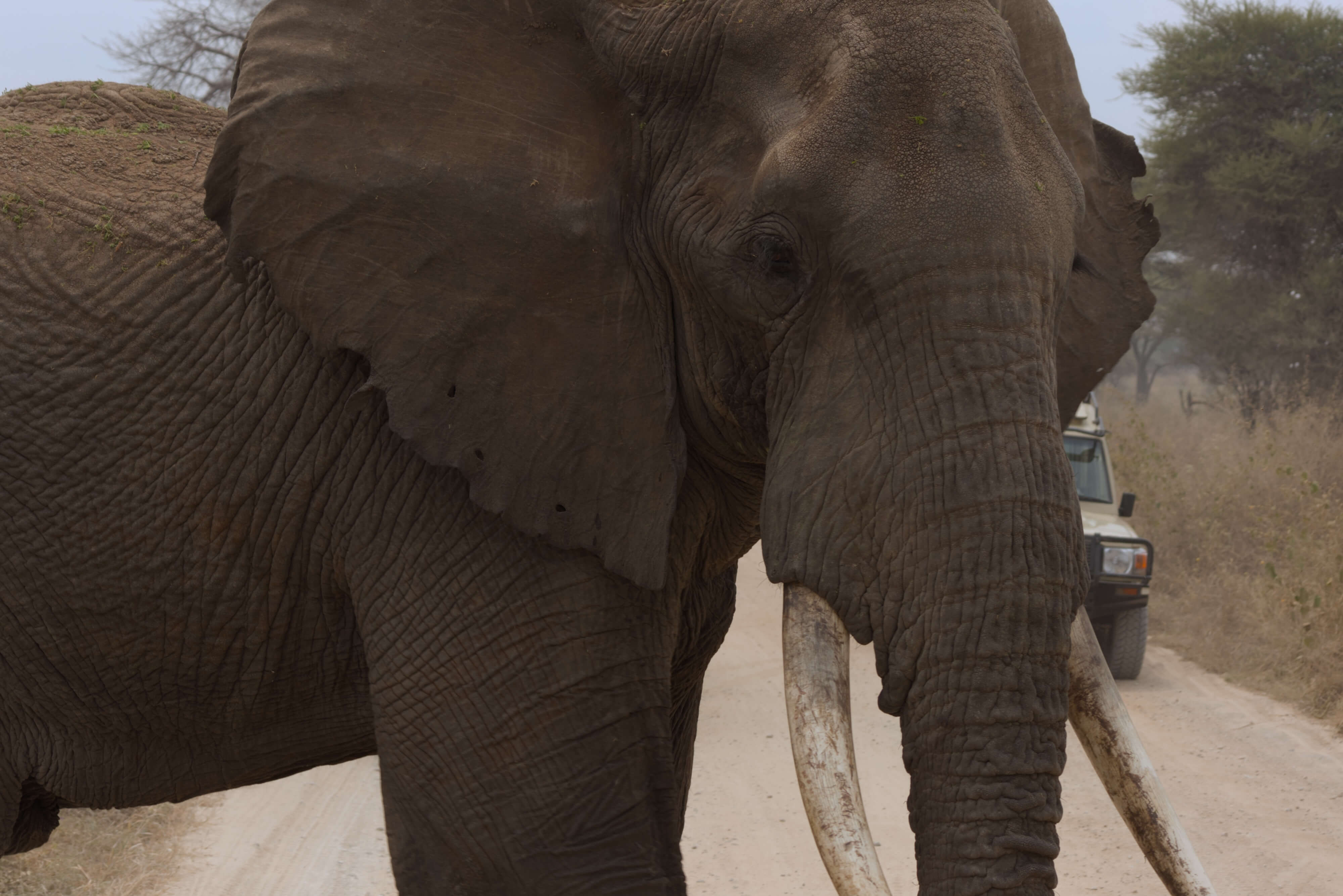 An old elephant