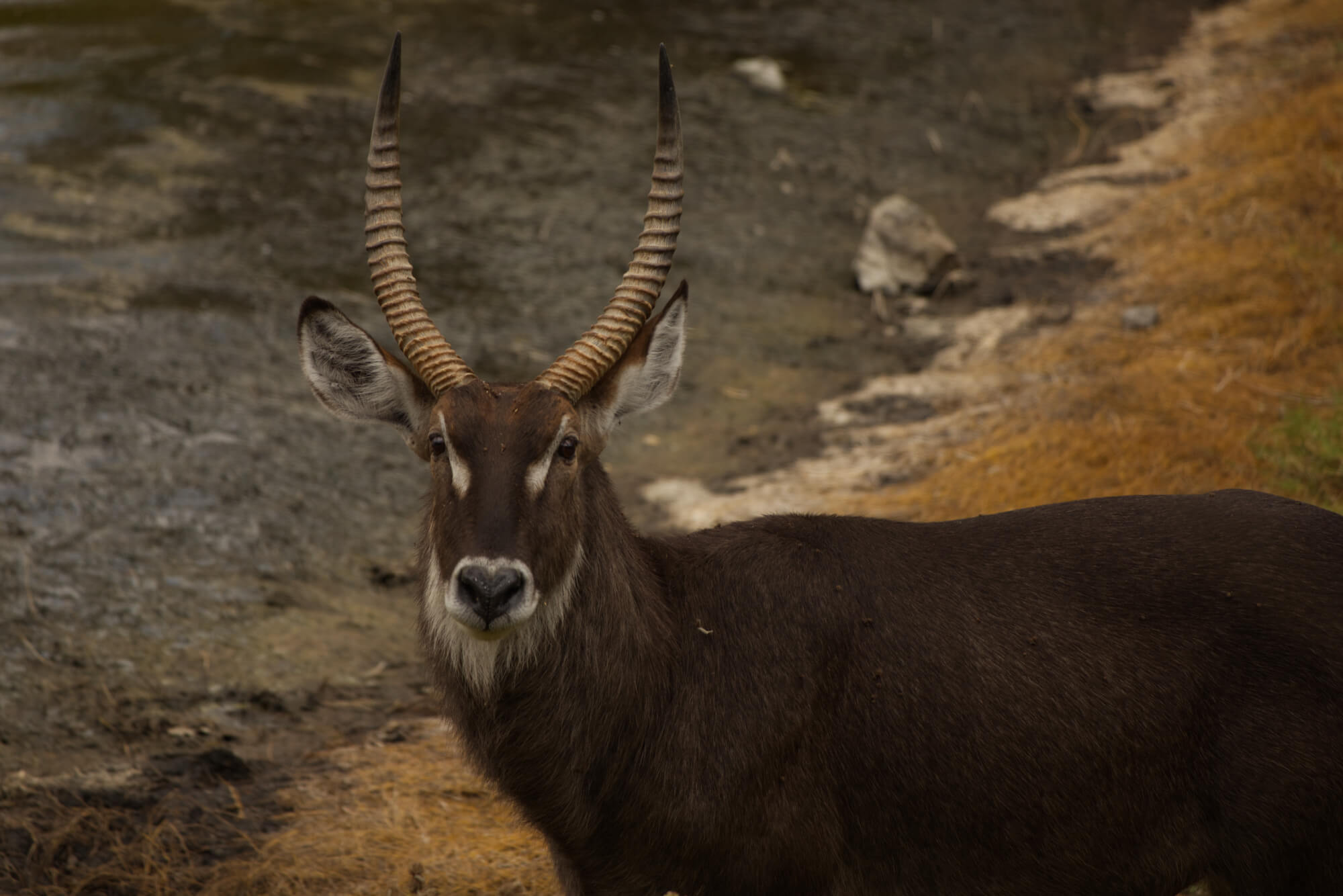 Waterbuck at a lake
