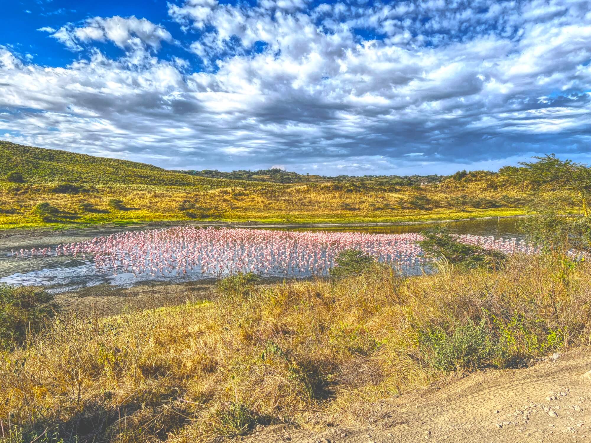 Flamingos in Lake Momella