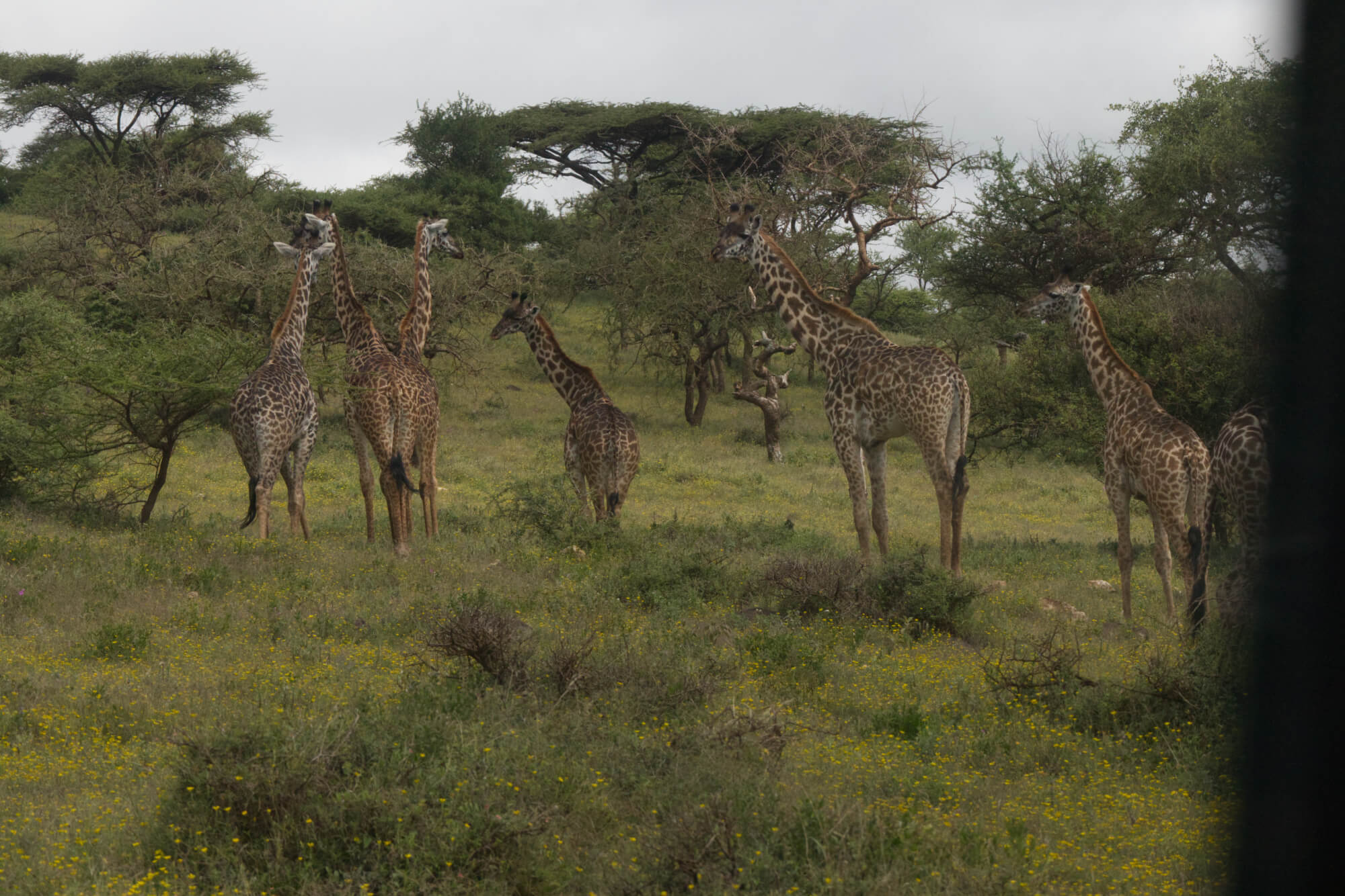 A family of giraffes congregating