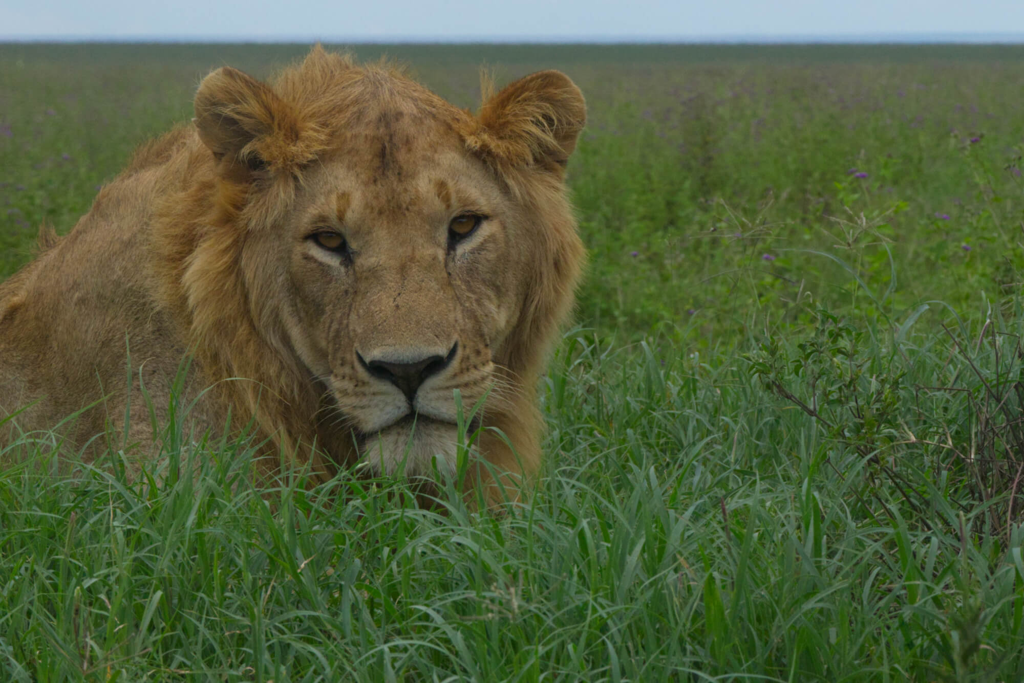 Close-up to lion in the savannah