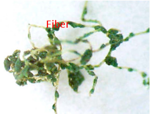 Fiber with contamination