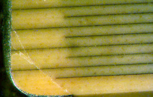 Terminal cracks lead to further leakage