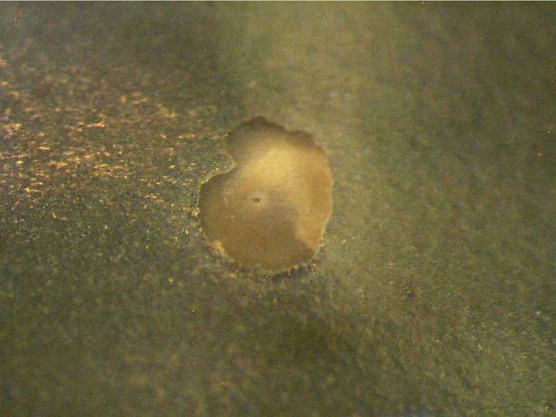 Failure Site in the Plastic Film