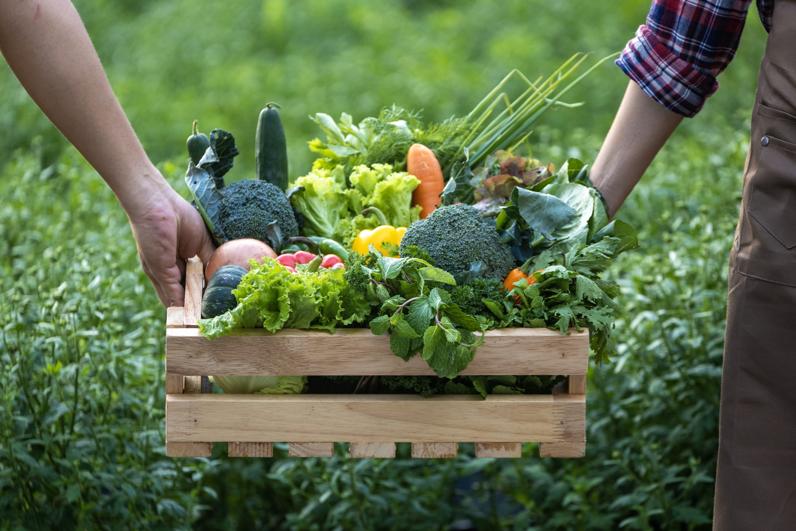Hand of farmers carrying the wooden tray full of freshly pick organics vegetables at the garden for harvest season