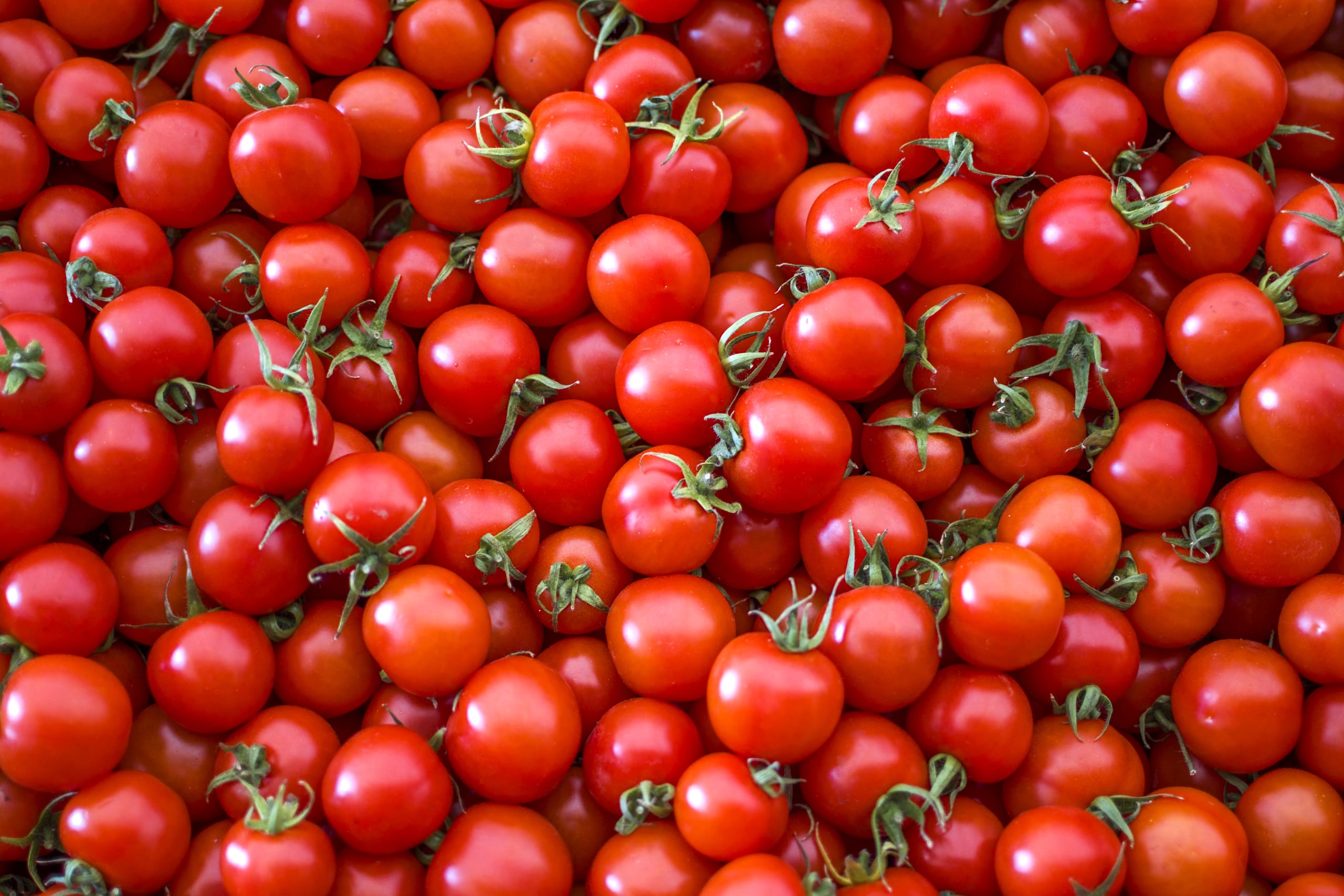 Organic tomatoes