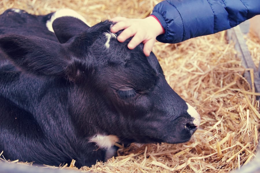 A child´s hand caresses a little calf
