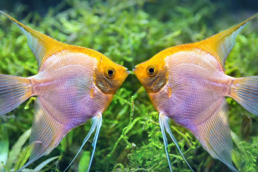 Close-up in selective focus of two yellow fish, they are kissing underwater near to some green plant.