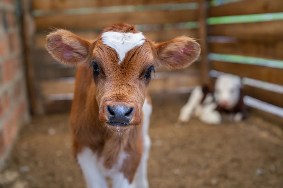 Beautiful calf looking at the camera at a farm - livestock concepts
